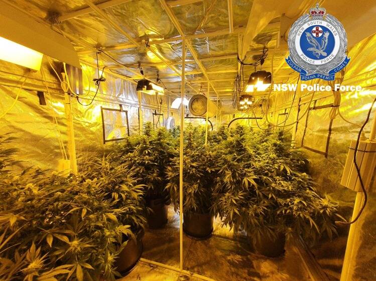 ILLEGAL: Police allegedly located and seized 12 mature cannabis plants from a Sturgeon Street, Raymond Terrace residence on Wednesday. Picture: NSW Police