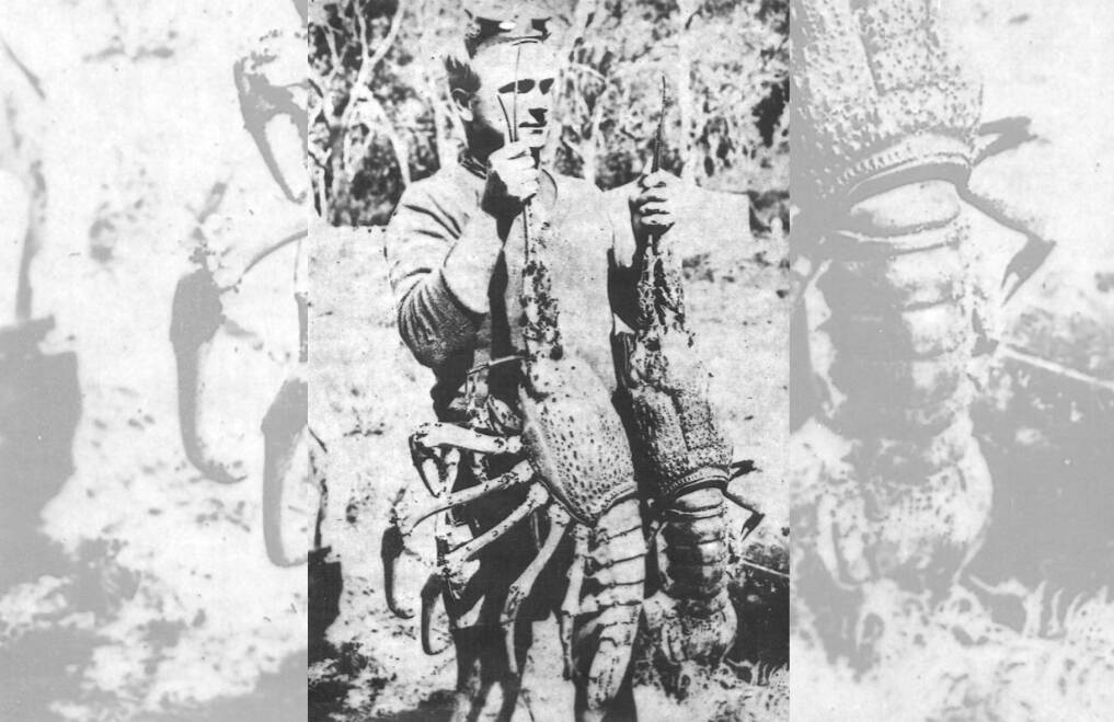 CRIKEY: An unknown fisherman from history holding up monster Port Stephens lobsters called 'spiders'.