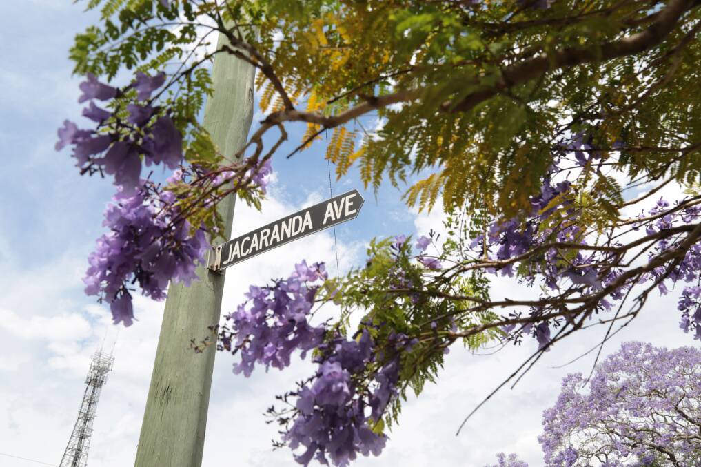 Raymond Terrace's jacaranda trees are in full bloom. Pictures: Ellie-Marie Watts