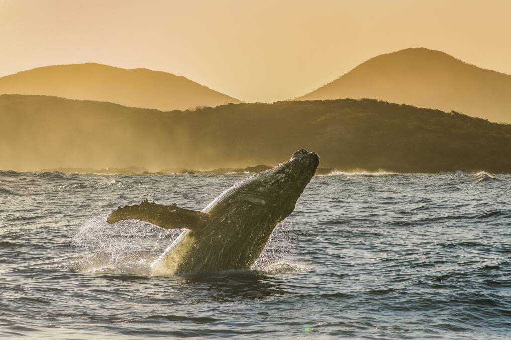 Port Stephens has been treated to consistent whale sightings this migration season. Pictures: Supplied
