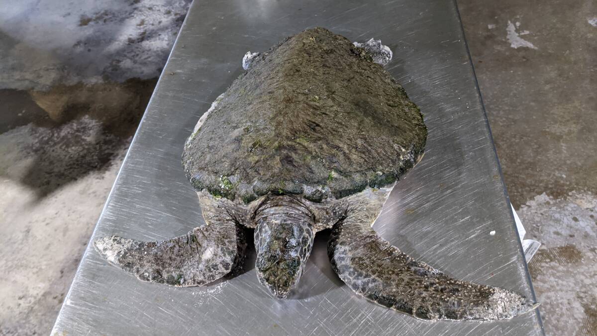 Krill, a female juvenile green sea turtle, was in care for six months. She was released on September 7. Pictures: Supplied