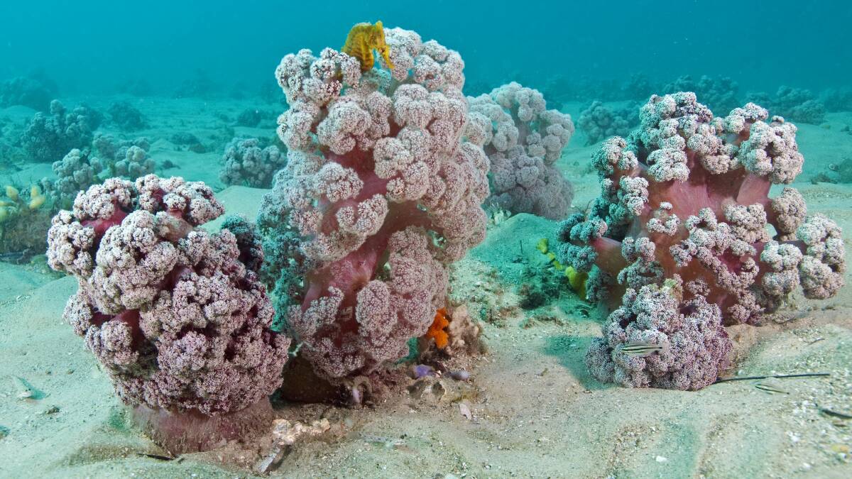 Gardens of purple, cauliflower-like corals that have long delighted divers of the Port's waters are in significant decline, a Southern Cross University study has found. Sand movement and boat anchoring and moorings have been contributors, but flooding in March has exacerbated the destruction of the endangered coral.