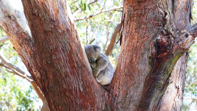 Council seeking koala lovers to be sanctuary ambassadors