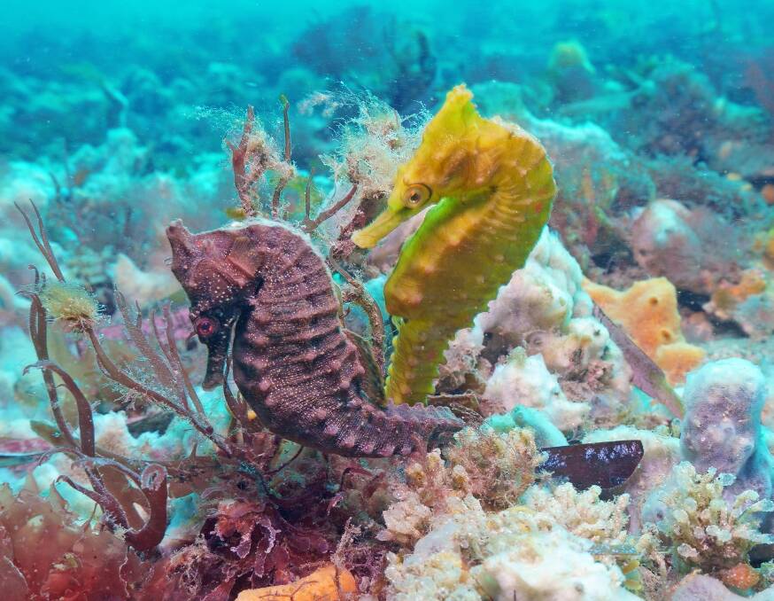 White's seahorses Dusk and Dawn, commonly seen in the waters off Nelson Bay. The White's Seahorse is on the government's list of 110 priority species. Picture by Dr David Harasti.