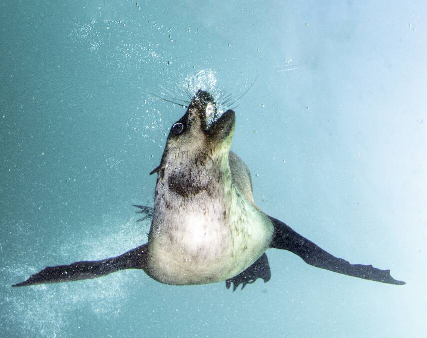 Cabbage Tree Island's fur seals, snapped underwater by Nelson Bay diver Malcolm Nobbs. All photos by Malcolm Nobbs.