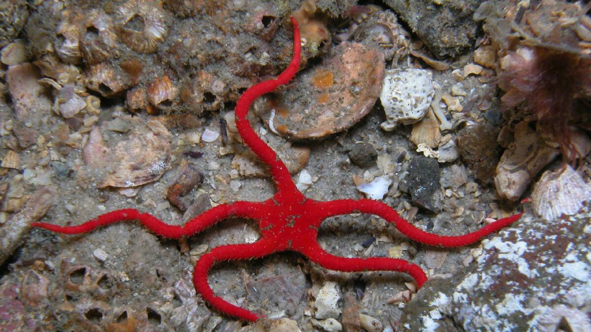 Red Brittle Star can be found in the rockpools around Port Stephens. Picture: Dr David Harasti