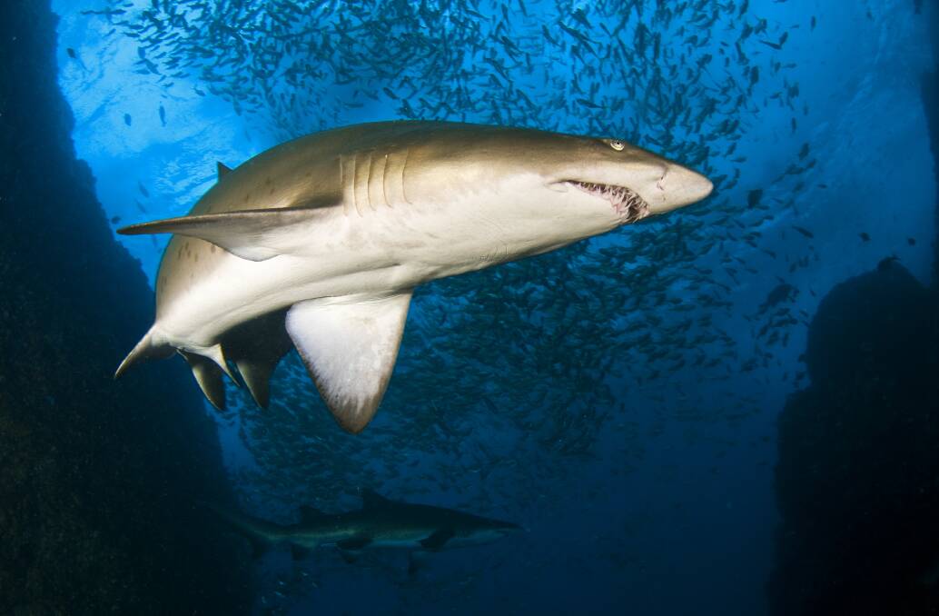 Grey Nurse shark at Broughton Island. Picture: Dr David Harasti 