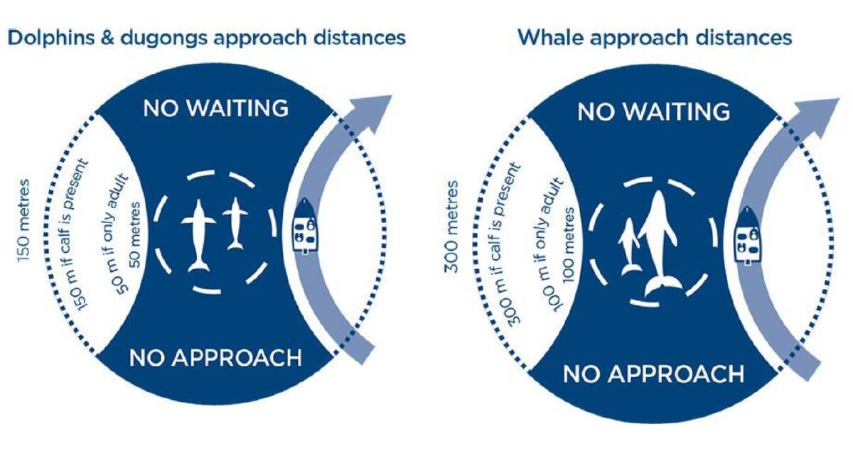 Marine mammal approach distances, as outlined by the NSW Government. 