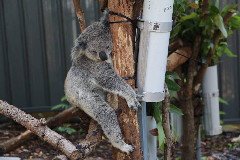 HOT WEATHER: Port Stephens Koalas is asking residents to pop out extra water on hot days for native animals.