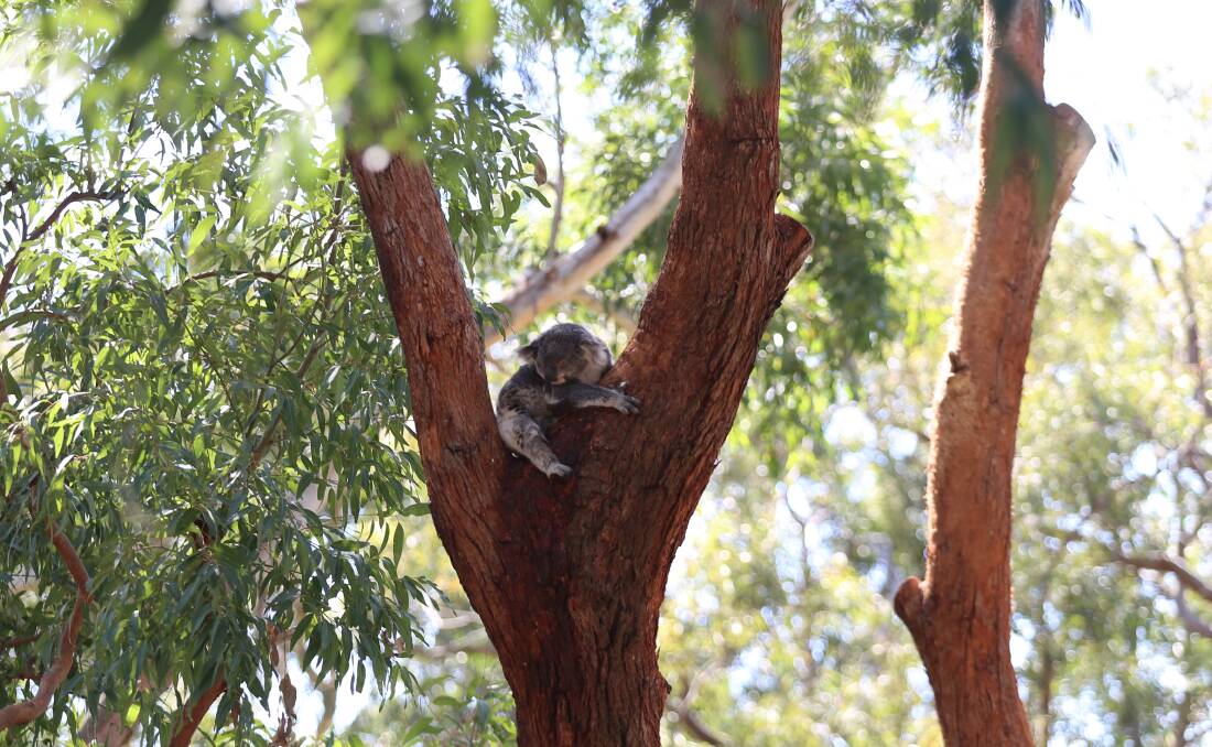 Joanie is in care at the Port Stephens Koalas care facility in One Mile. 
