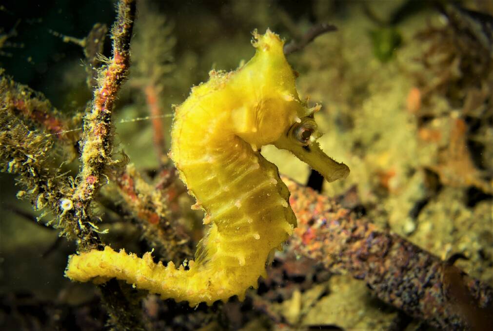 Port Stephens was home to the largest White's Seahorse population but numbers have severely declined. It was listed as an endangered species in 2020. Picture: Steve Gillespie