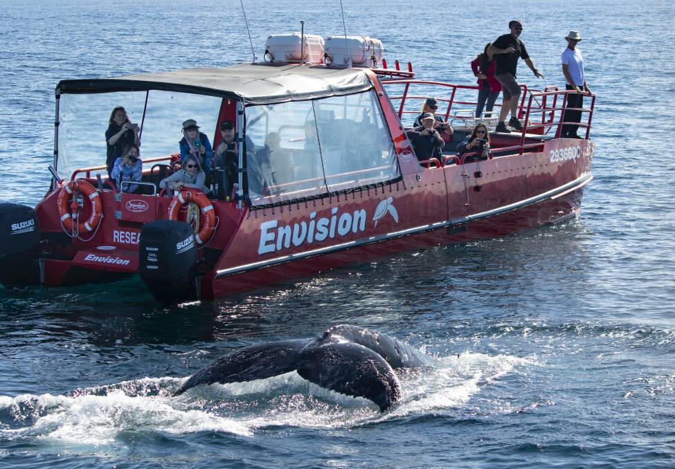 Send you 2019 whale watching photos to portstephens@fairfaxmedia.com.au. 