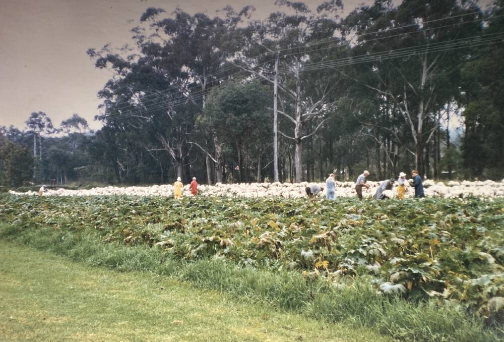 Little Tin Shed's first lot of flowering chrysanthemum in 1983. 