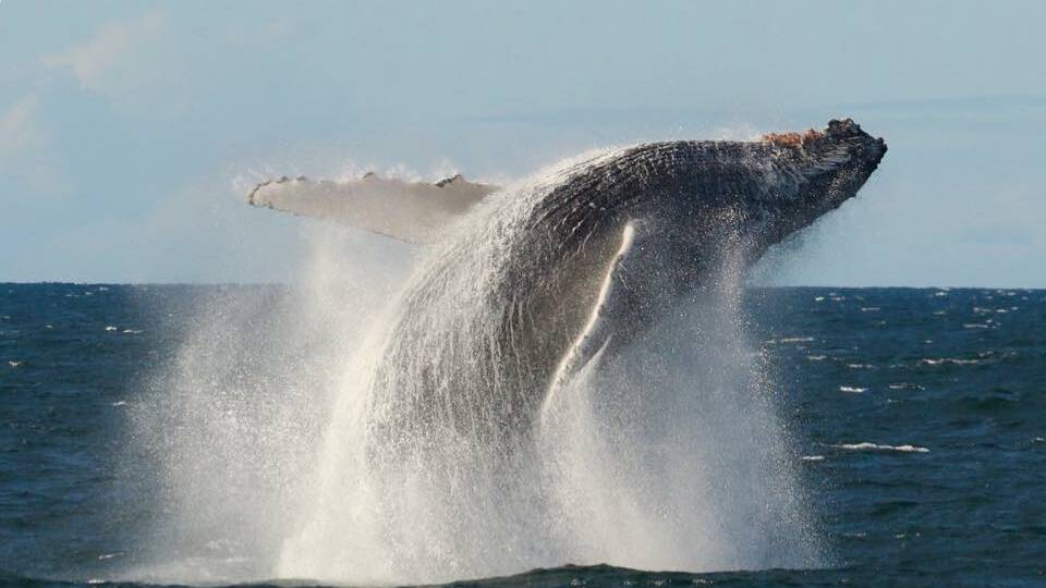 A whale breaching the waters off Port Stephens on June 28. Picture: Leanne Maffesoni