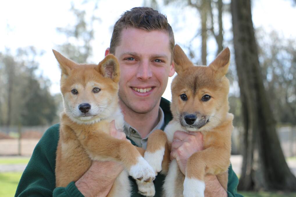 BUNDLE OF JOY: Lachlan Gordon, curator at Oakvale Farm and Fauna World, with the female (left) and male (left) dingo pups. Picture: Ellie-Marie Watts