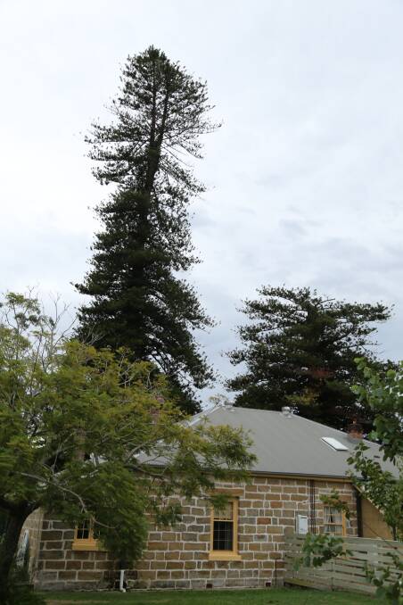 The two Norfolk pine trees in March 2019. Picture: Ellie-Marie Watts