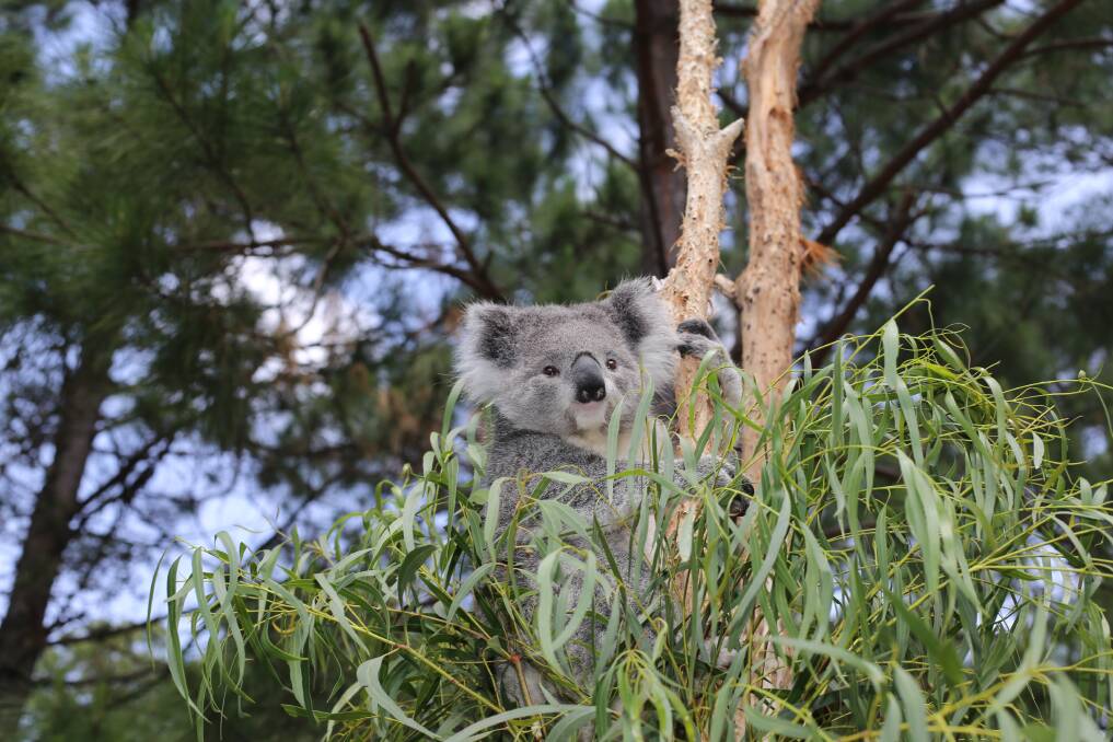 "When you consider the cumulative impacts of these quarries - along with the growth of sand mines and housing developments, both already approved and proposed - it paints a very sad picture for our koalas," KKEPS spokesperson Caitlin Spiller said.