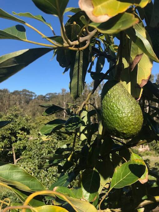 In 2021, the farm produced 53 tonnes of avocados, a good year. This year, the Adams think their bounty will be around 30 tonnes.