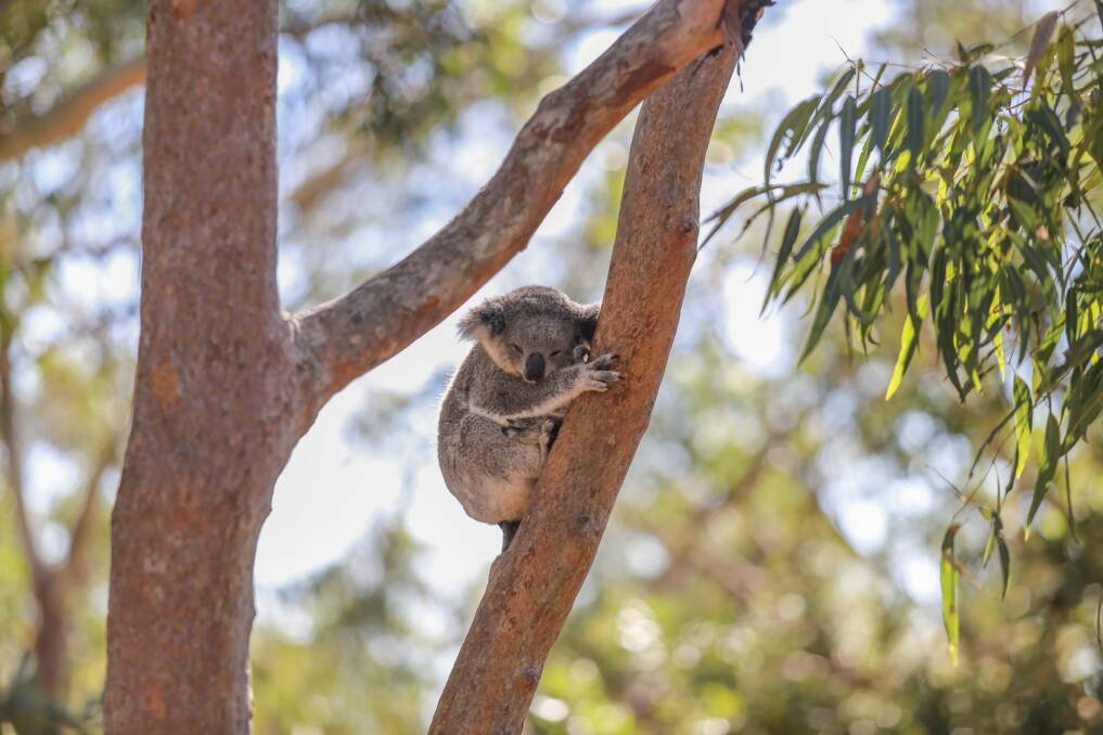 New CEO for koala hospital