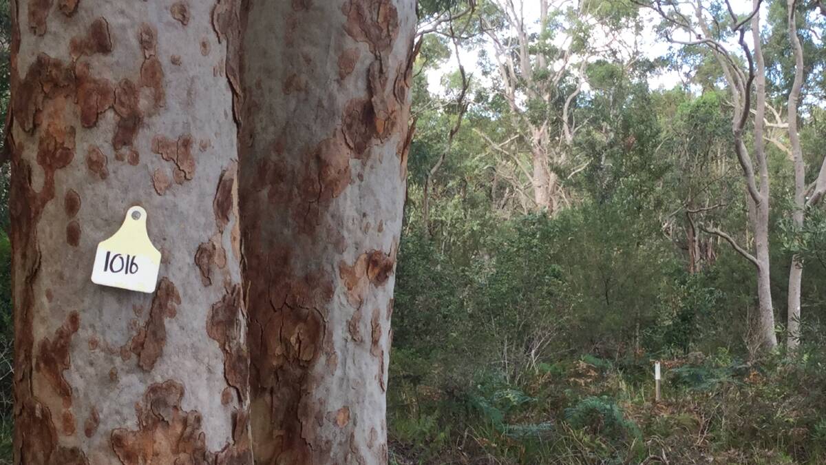 Trees have been tagged and survey pegs planted in the ground at 182 Port Stephens Drive, Salamander Bay - a parcel of land within the Mambo Wetlands that was sold to developer Paul Unicomb in June 2016. Mr Unicomb has lodged a DA with Port Stephens Council to build a single storey dual occupancy worth $600,000 on the site. Picture: Kathy Brown