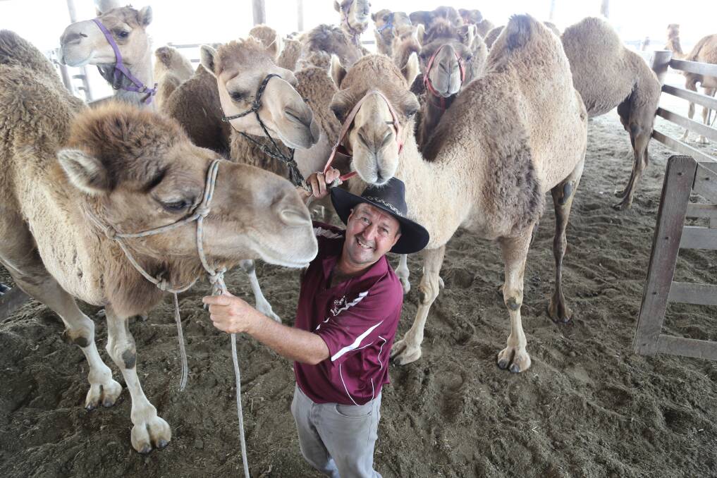 READY TO RACE: Oakfield ranch owner Rod Sansom with some of his camels. Picture: Ellie-Marie Watts