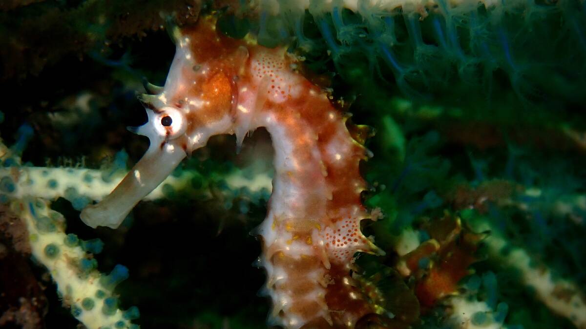 A Thorny Seahorse (Hippocampus histrix) spotted at Little Beach last week. Picture: Meryl Larkin