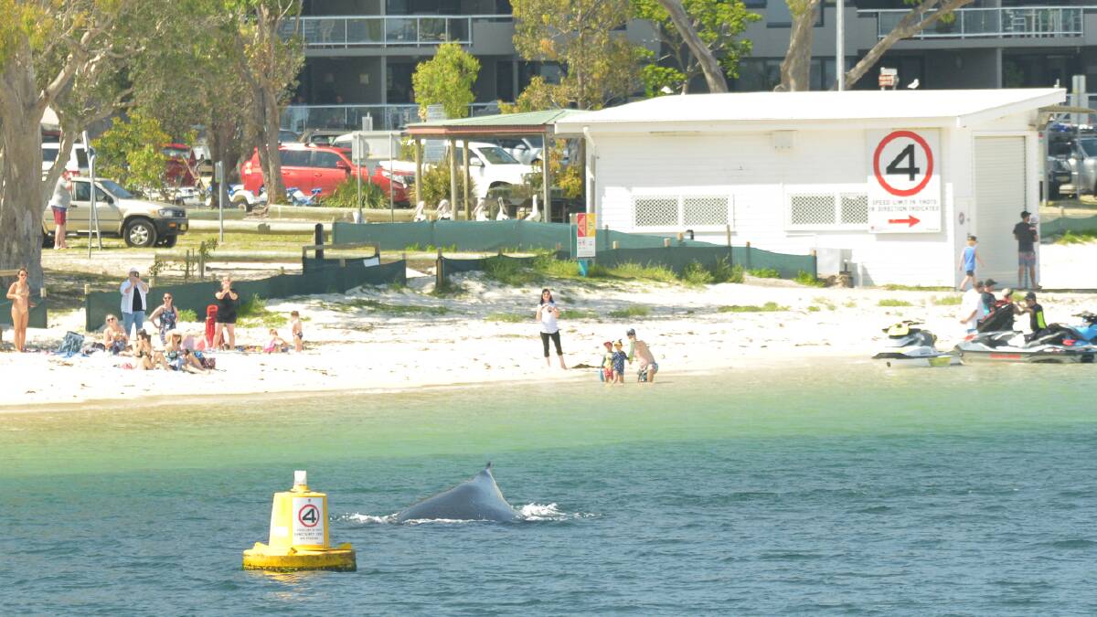 SO CLOSE: A humpback whale calf and its mother were spotted inside the Port, off Little Beach in Nelson Bay, about 10am on Saturday, October 27. Picture: Bonita Holmes-Nu'u 