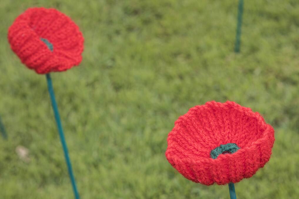 The knitted poppies on display at Wests Nelson Bay Diggers on Remembrance Day. Picture: Henk Tobbe