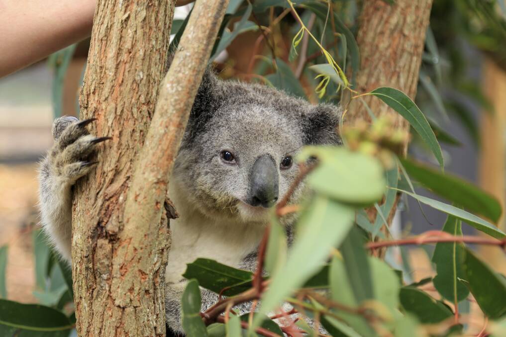 HOME: One of Port Stephens Koalas' long-term residents, SES Maree, at the One Mile sanctuary, which is set to officially open on September 25. Pictures: Ellie-Marie Watts