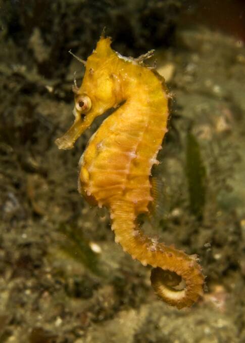 Hippocampus whitei (White's seahorse) swimming at Pipeline off Nelson Bay. Picture: Dr David Harasti 