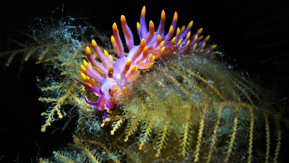 Trinchesia sibogae (Siboga Trinchesi), one of the prettiest of the nudibranchs found in Nelson Bay. "I love these guys because of their colours," Mr Gillespie said. Picture: Steve Gillespie