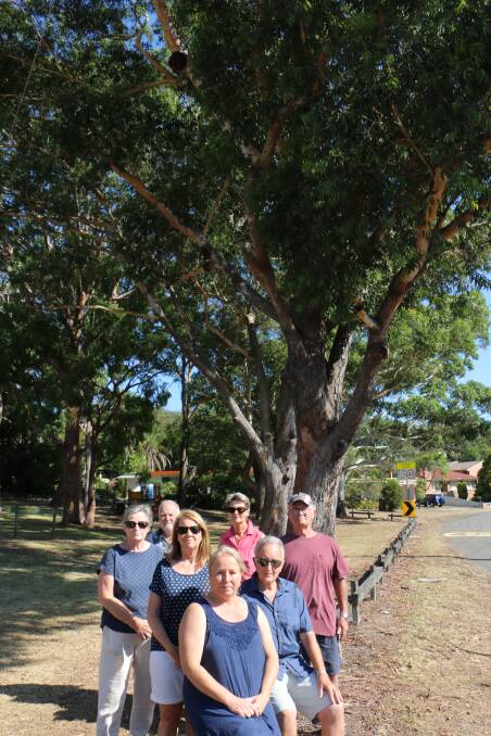 Shoal Bay residents underneath one of the three gum trees originally slated for removal by Port Stephens Council.