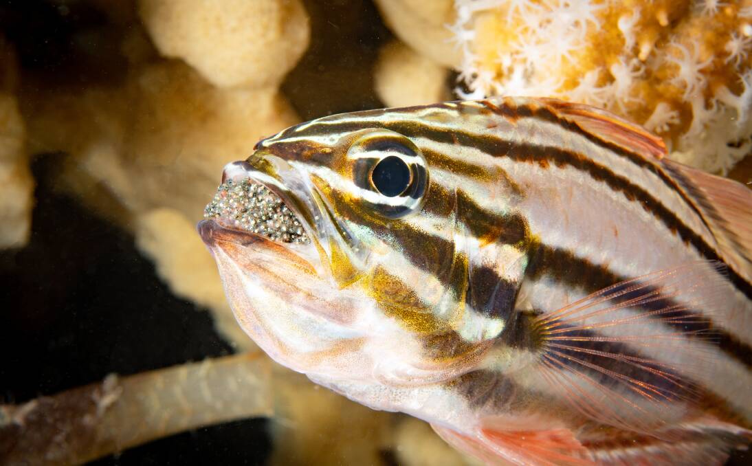 The Sydney cardinalfish. Pictures: Malcolm Nobbs