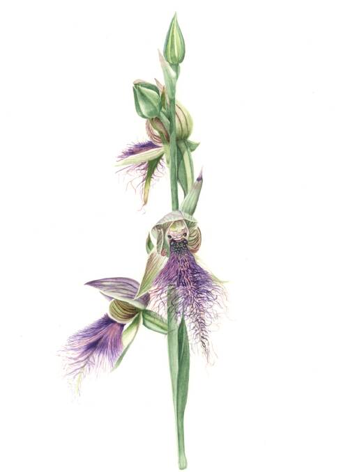Purple beard orchid