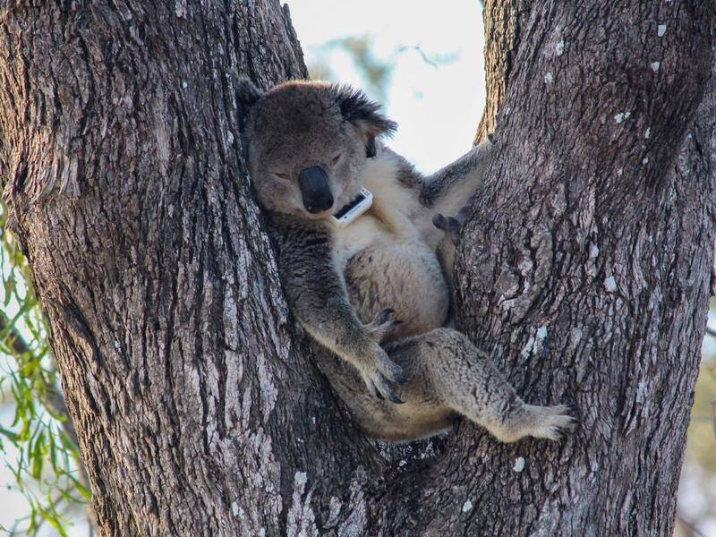 Tracking collars designed for cattle are helping plan which trees to plant to aid koala survival. (HANDOUT/UNIVERSITY OF SOUTHERN QUEENSLAND)