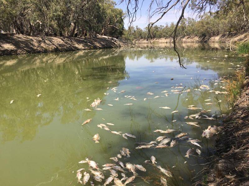 Scott Morrison wants to calm tension caused by mass fish deaths in the Murray-Darling River system.
