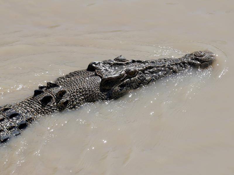 A man has cuts on his shoulder, hands and face after being attacked by a crocodile in Cairns.