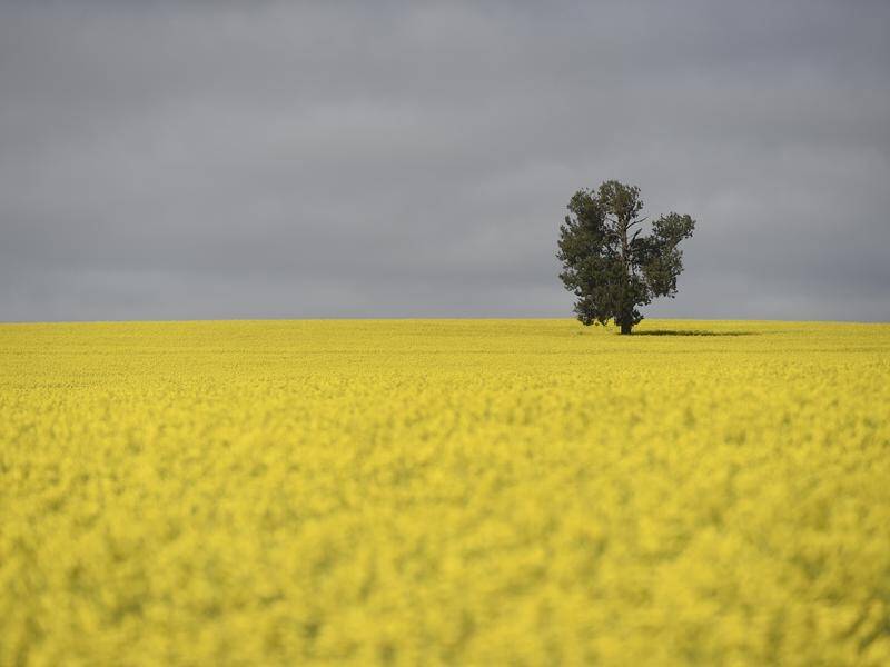 South Australia's ban on genetically modified crops is costing the state's farmers millions.