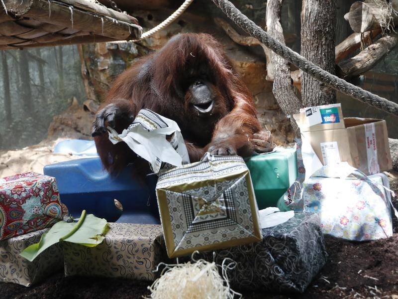 Borneo orangutan Nenette was treated to birthday cake, wrapped boxes and exotic fruits on her 50th.