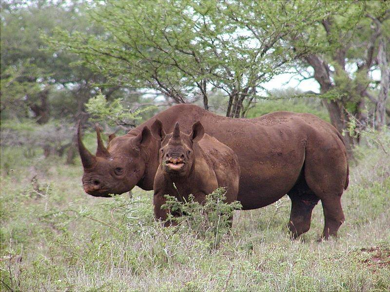 Nine black rhinos have been relocated from South Africa to Tanzania's Serengeti national park.