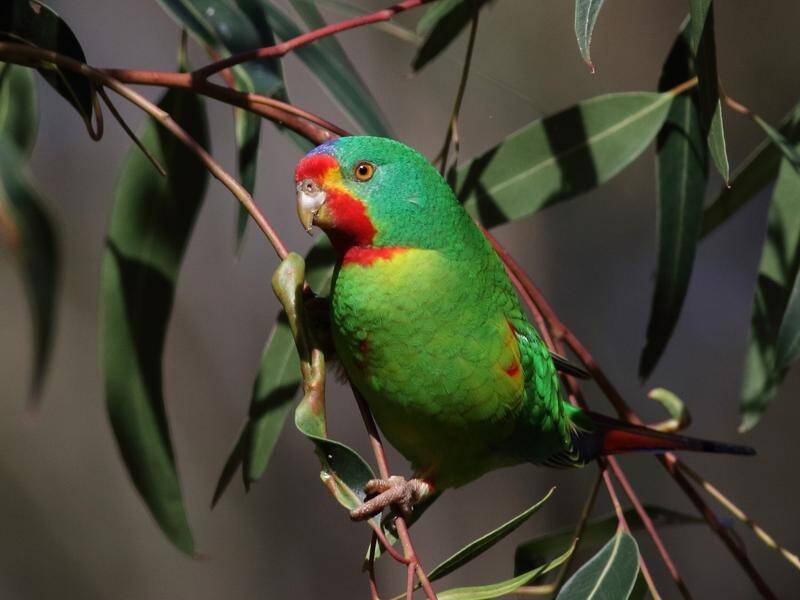 The swift parrot is among the native species that will be targeted with new strategies for recovery. (MEDIANET IMAGES PHOTO)