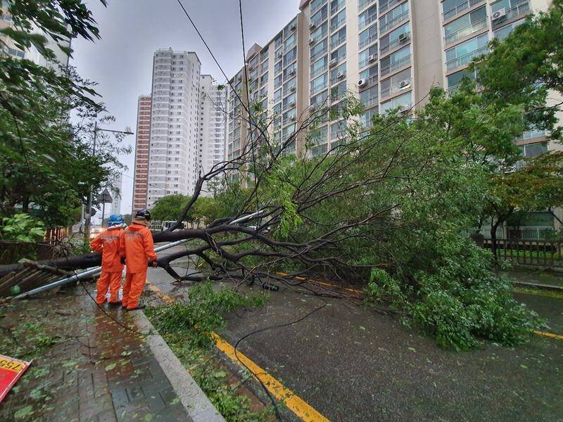 A road is blocked by fallen trees as typhoon Tapah sweeps through parts of South Korea.
