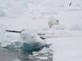 A polar bear attacked a campsite in Norway's Arctic Svalbard Islands, injuring a French tourist. (AP PHOTO)