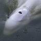 Veterinarians fear the underweight beluga whale may not survive despite rescue efforts. (AP PHOTO)