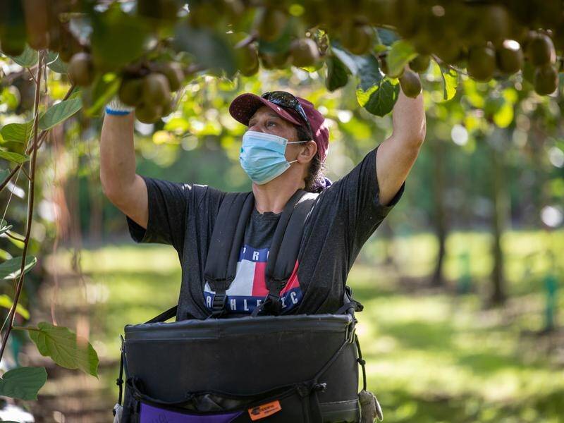 New Zealand will recruit 19,000 workers from nine Pacific countries for harvesting and pruning jobs. (PR HANDOUT IMAGE PHOTO)