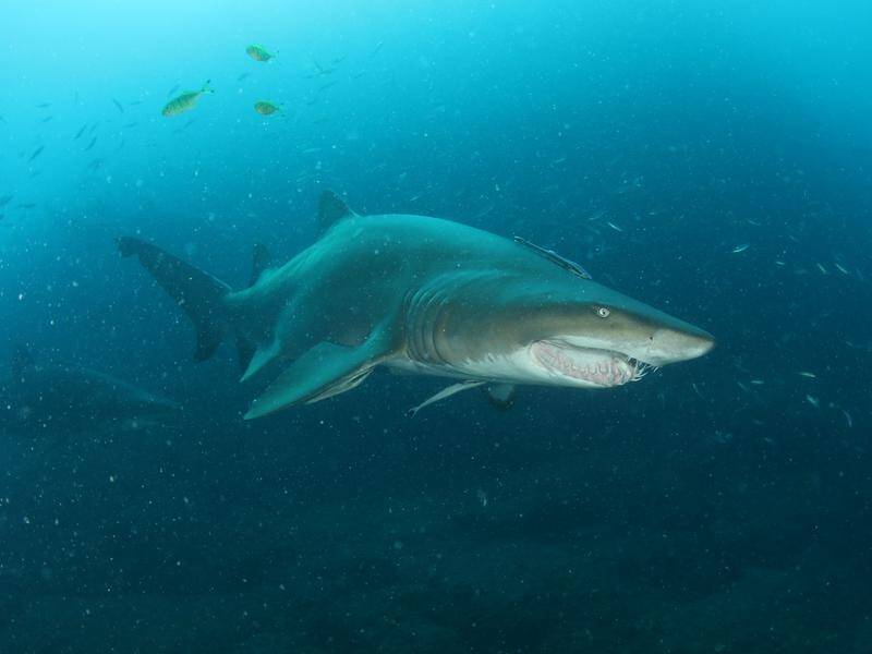 IN DEPTH: The issue of whether or not the grey nurse shark is threatened or not remains a topic of debate among recreational fishers.