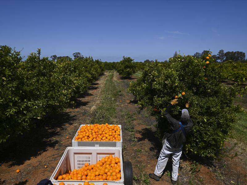 Time is running out for fruit and vegetable growers to find workers to harvest their crops.