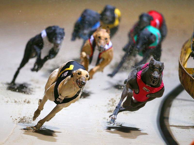 Greyhound racing in Victoria is set for a $4 million boost should Labor win the state election.
