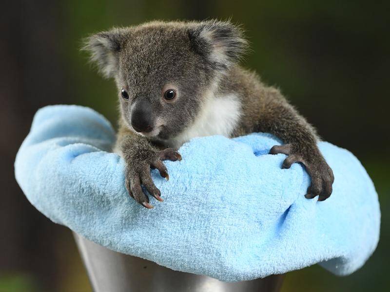A Nationals MP may quit the NSW government if koala protection regulations are not altered.
