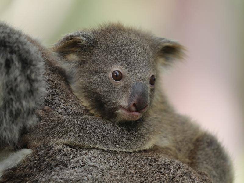 Reports that bushfires killed 85pc of Port Macquarie koalas are a wake-up call, a Greens MP says.